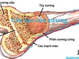 Sự hình thành và phát triển của xương theo độ tuổi mới nhất 2020