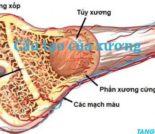 Sự hình thành và phát triển của xương theo độ tuổi mới nhất 2020