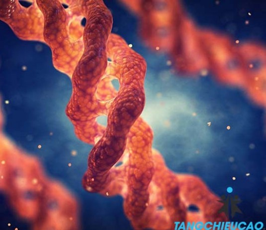 Tầm quan trọng của Collagen type 2 trong sụn khớp