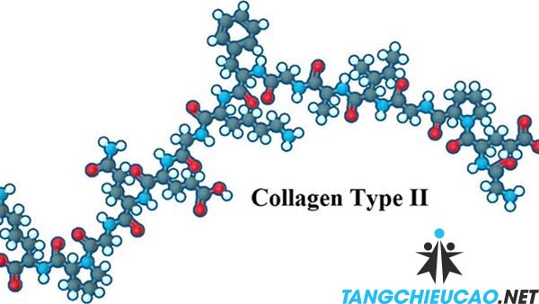 collagen type II