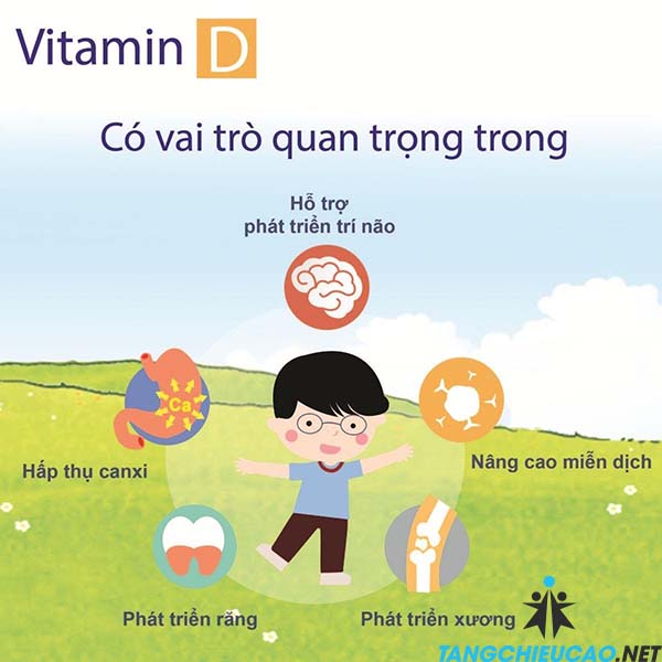 vai trò của vitamin d